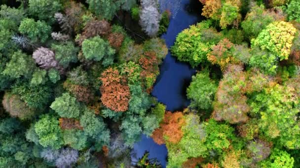 Vista aérea da floresta colorida e do rio azul no outono — Vídeo de Stock