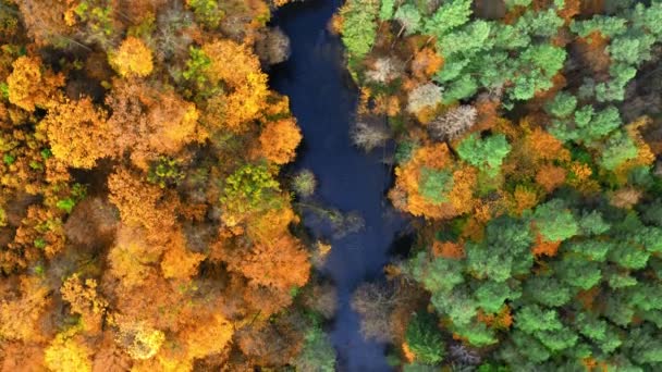 Pohled shora dolů na řeku a žlutý les na podzim — Stock video