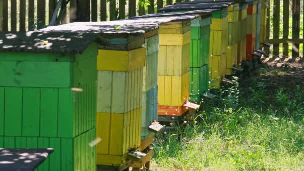 Colmeias coloridas com abelhas no campo no verão, Polônia — Vídeo de Stock