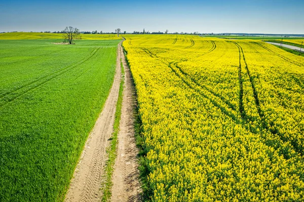 Vista Aérea Dos Campos Colza Amarelos Verdes Polónia — Fotografia de Stock