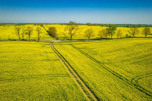 春の大きな黄色の菜の花畑 空中風景 — ストック写真