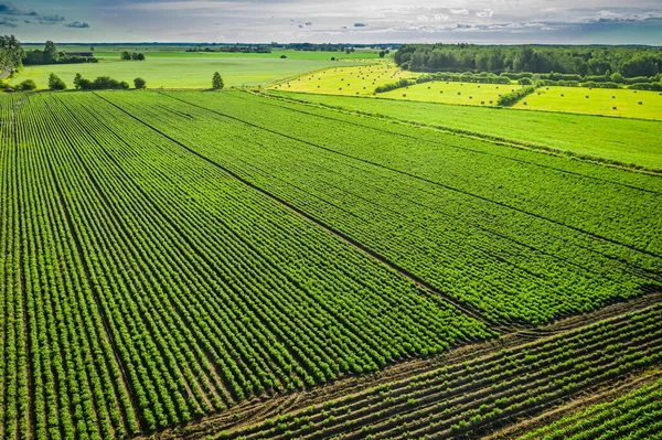 Зеленое Картофельное Поле Солнечный День Вид Воздуха — стоковое фото