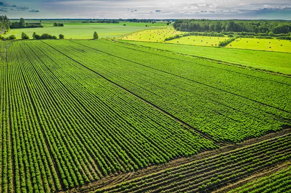 Campo Patate Verdi Nella Giornata Sole Vista Aerea — Foto Stock