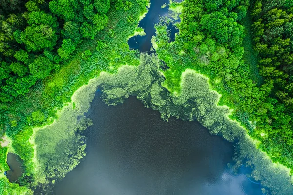 Voando Acima Algas Florescendo Lago Verão — Fotografia de Stock