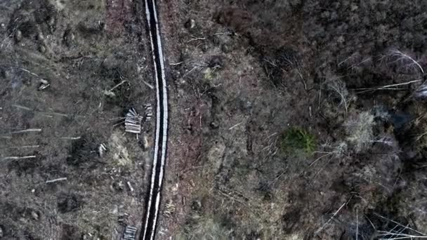 Avskogning av en skog efter en orkan, vy uppifrån — Stockvideo