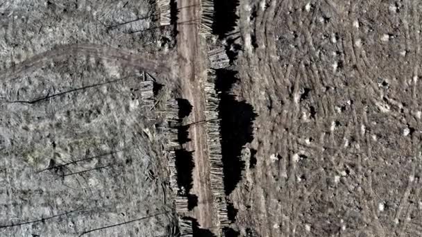 Vista dall'alto della deforestazione, foresta distrutta dopo l'uragano — Video Stock