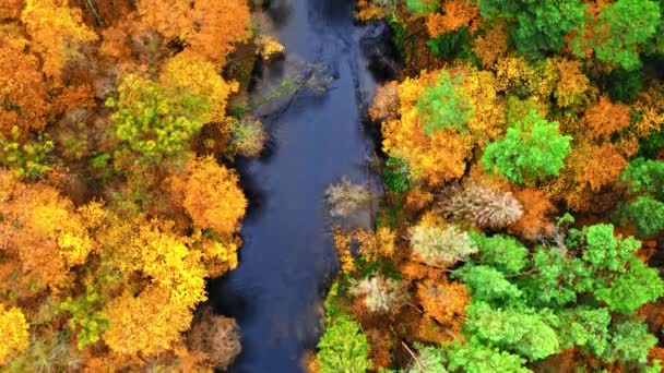 Blick von oben auf Fluss und Wald im Herbst in Polen — Stockvideo