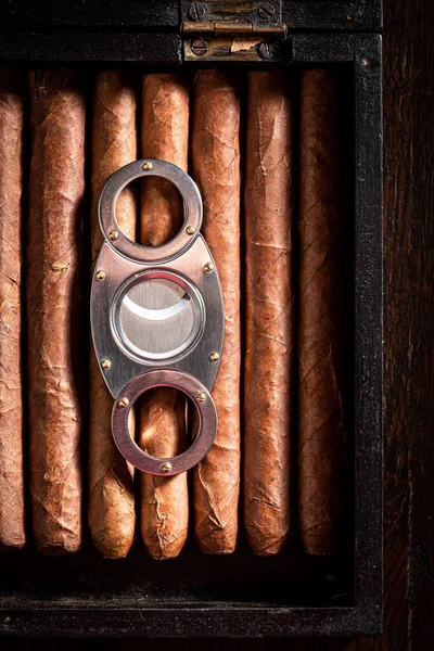 Top View Cuban Cigars Lay Wooden Humidor — Stock Photo, Image
