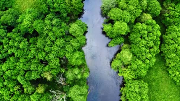 Widok z lotu ptaka na przepiękny las i rzekę w lecie, Polska — Wideo stockowe