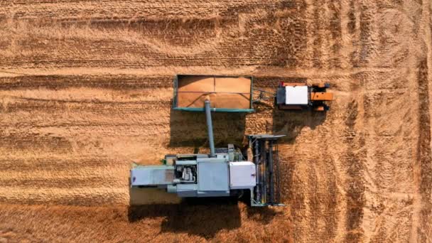 Colheitadeira coleta de sementes do campo de trigo, vista aérea da Polônia — Vídeo de Stock