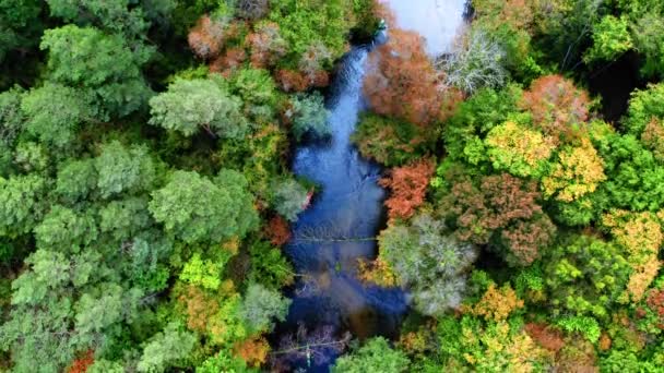 Colorful kayaks on river in autumn forest, Poland — Stock Video