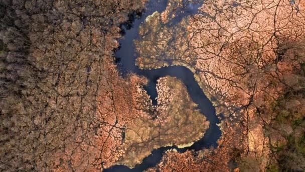 Вид с воздуха на реку и коричневые болота до весны, Польша — стоковое видео