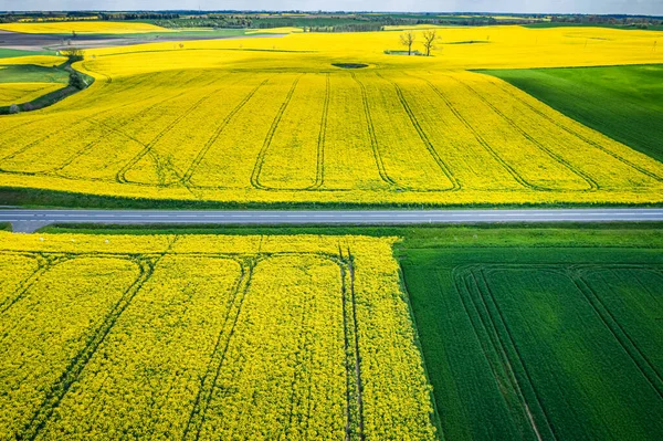 Aerial View Yellow Rape Fields Road — Stock Photo, Image