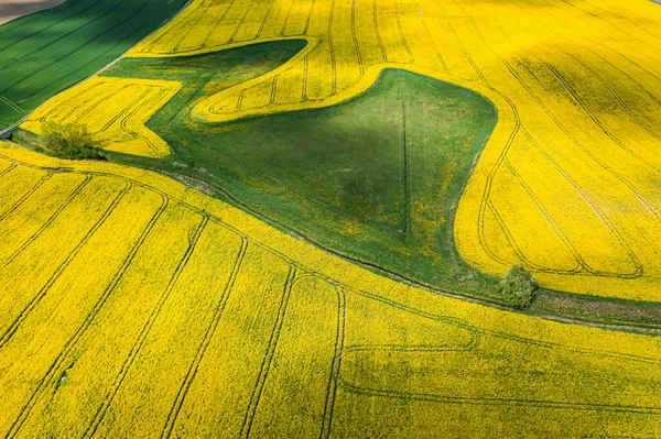 Flying Yellow Rape Fields Spring Europe — Stock Photo, Image