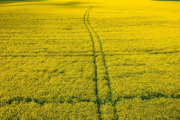 Campos Colza Amarelos Com Faixas Trator Vista Aérea — Fotografia de Stock