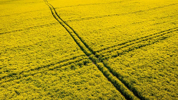 Repülő Sárga Repce Mezők Felett Traktor Nyomok Tavasszal — Stock Fotó