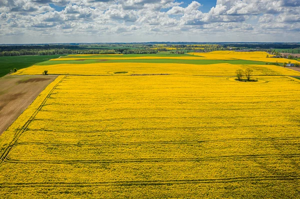 Yellow Rape Fields Spring Poland View Drone — Stock Photo, Image