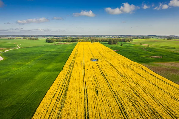 Flyger Över Gula Och Geen Rapsfält Polen — Stockfoto