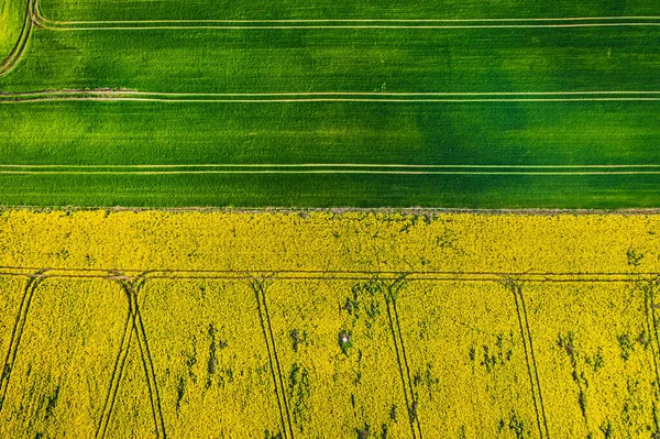 飞越黄绿相间的菜田 — 图库照片
