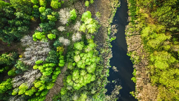 Ovanifrån Grön Skog Och Flod Polen — Stockfoto