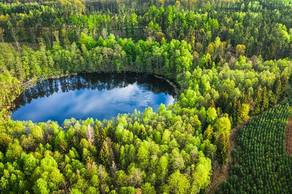 Pequena Lagoa Floresta Verde Polônia Cima — Fotografia de Stock