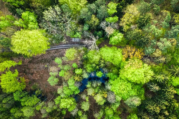 Vista Aérea Árvores Verdes Início Primavera — Fotografia de Stock