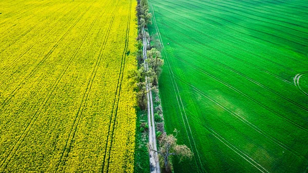 stock image Flying above half yellow and green rape fields in spring