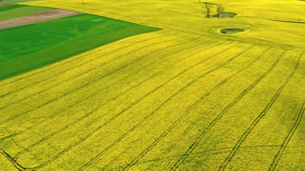 Vista aérea da estrada entre campos de colza amarelos e verdes — Vídeo de Stock