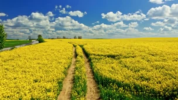 Landweg en gele verkrachtingsvelden in zonnige dag, Polen — Stockvideo