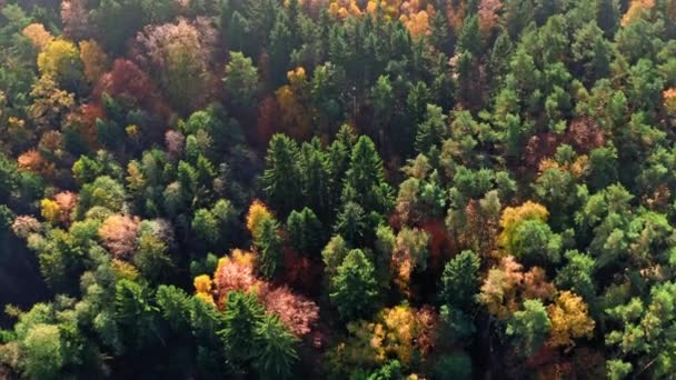 緑と黄色の秋の森の空中ビュー,ポーランド — ストック動画