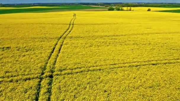 Flygfoto av traktorspår på gula rapsfält — Stockvideo