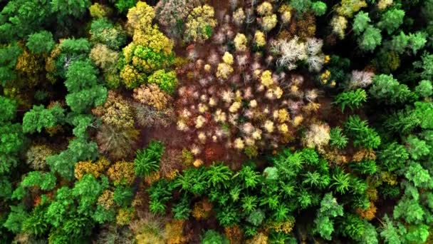 Fentről lefelé kilátás erdő ősszel Lengyelországban — Stock videók