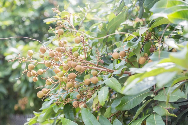 Longan ovoce na stromě — Stock fotografie