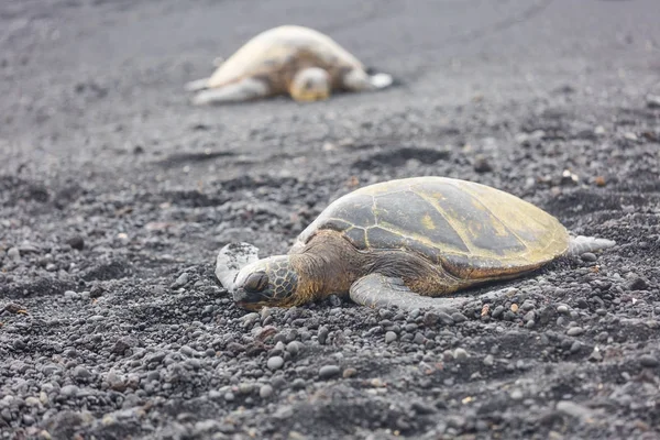 Śpiące żółwie Punaluu czarnej, piaszczystej plaży, Big Island na Hawajach — Zdjęcie stockowe