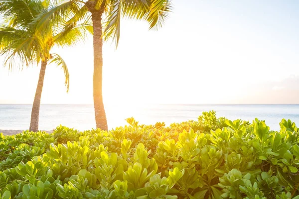 Bush na pláži na Maui, Havaj — Stock fotografie