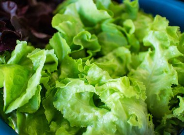 Mavi sepete taze yeşil marul yaprakları