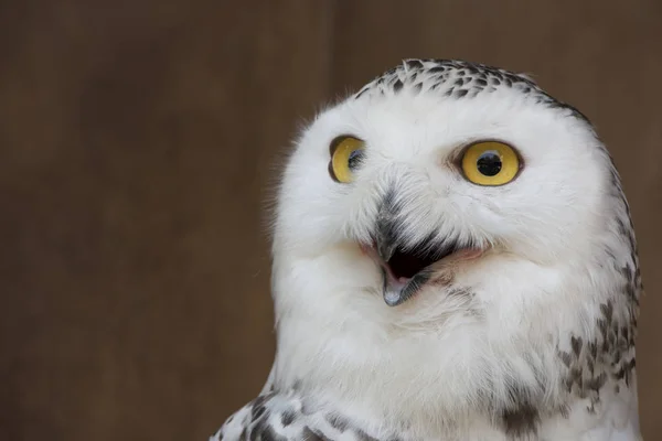 White owl with meme face — Stock Photo, Image