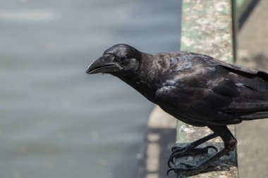 Park'ta bir şey üzerinde oynadığı karga