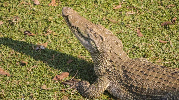 Crocodile est debout sur le terrain de jeu — Photo