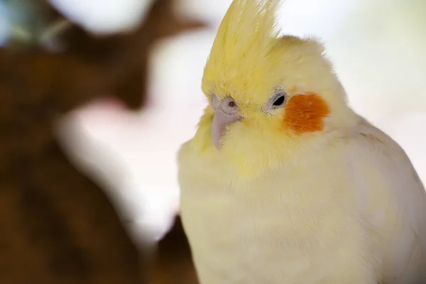 Adorable cacatúa blanca de cerca — Foto de Stock