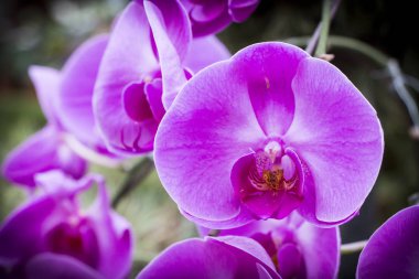 Pembe gölgede orkide çiçek