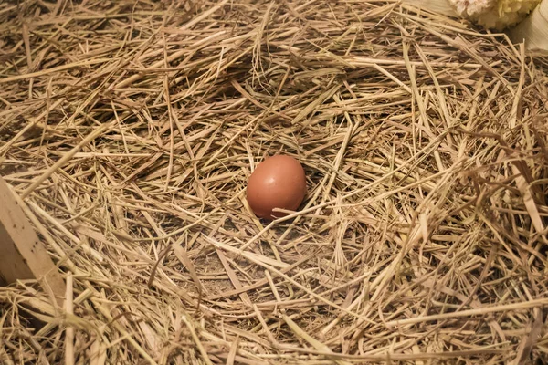 An egg in chicken nest — Stock Photo, Image