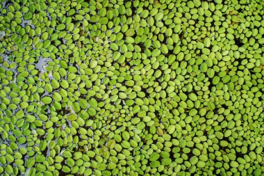 Su tam kare doku ile ortak duckweed kapak.