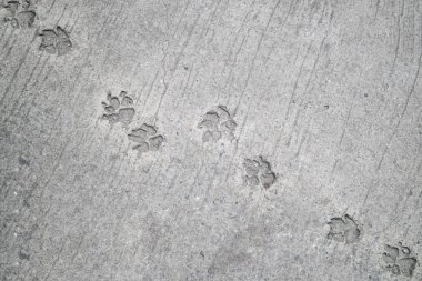 köpeğin ayak çimento zemin