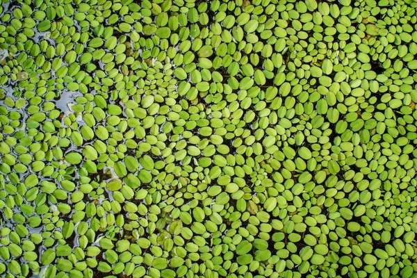 Su tam kare doku ile ortak duckweed kapak.