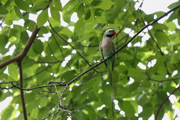 Papagaio alexandrino em pé em ramos — Fotografia de Stock