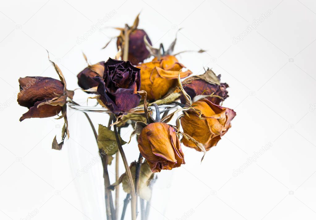 Dried rose flower head in vase isolated on white background