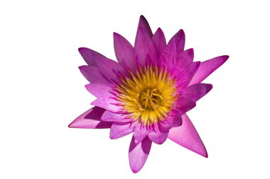 Beyaz arka plan üzerinde izole Menekşe nilüfer veya lotus çiçek