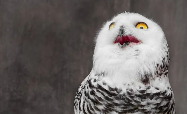 White Owl med chockerande meme ansikte — Stockfoto