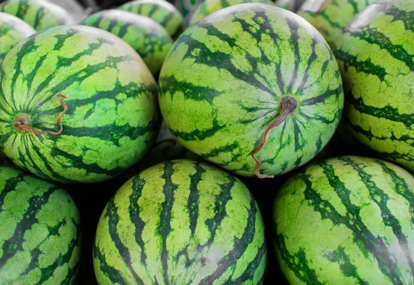 Hintergrund vieler großer süßer grüner Wassermelonen — Stockfoto